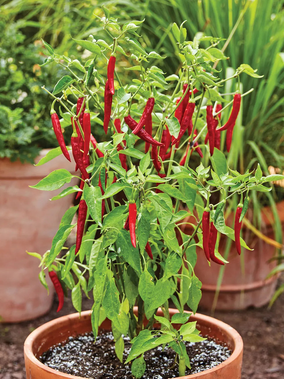 Pepper, Hot - Thai Red Chili (4" pot)