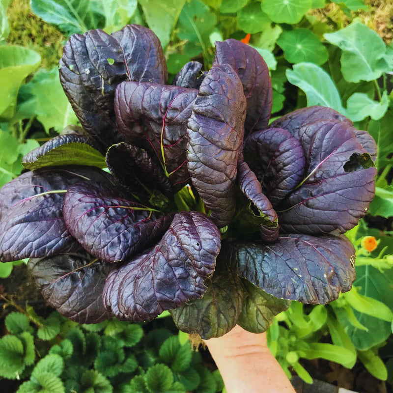 Bok Choy - Pink Lady