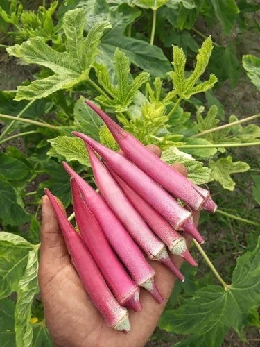 Okra - Okinawa Pink (4" pot)