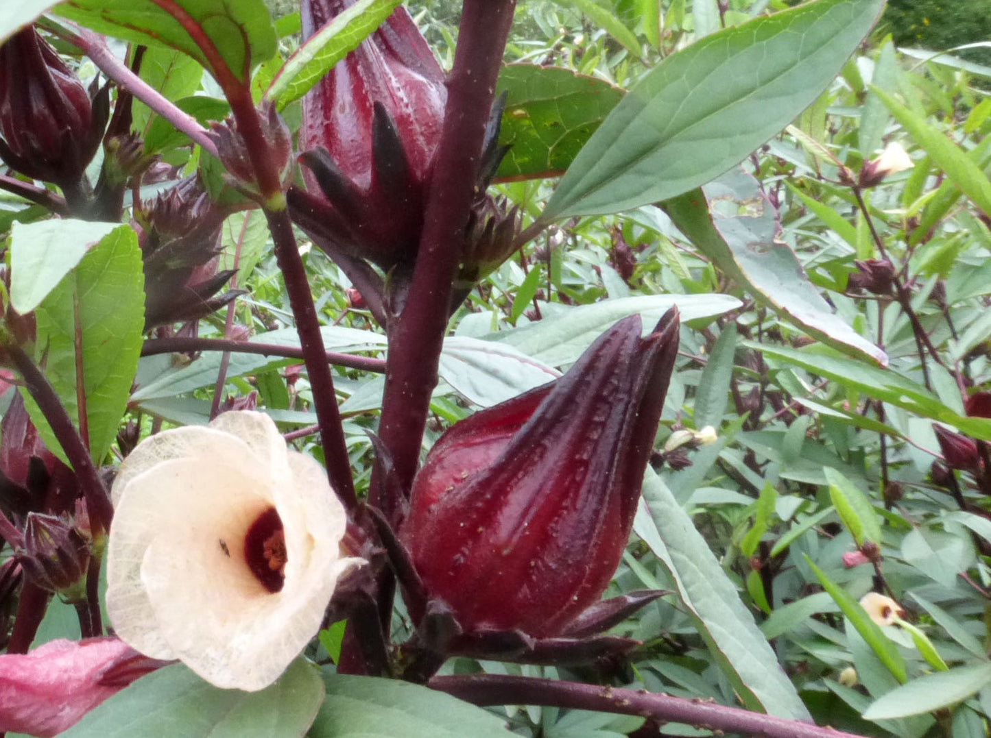 Roselle (Sorelle) - (4" pot)