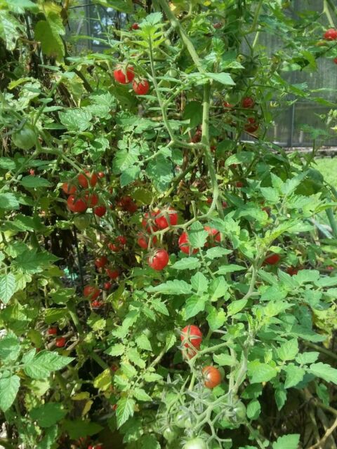 Tomato - Everlgade