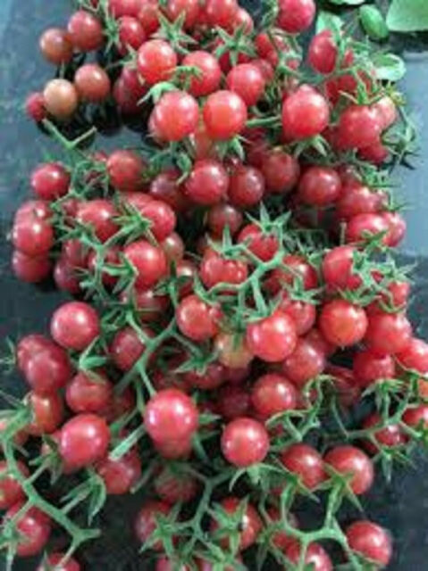 Tomato - Everlgade