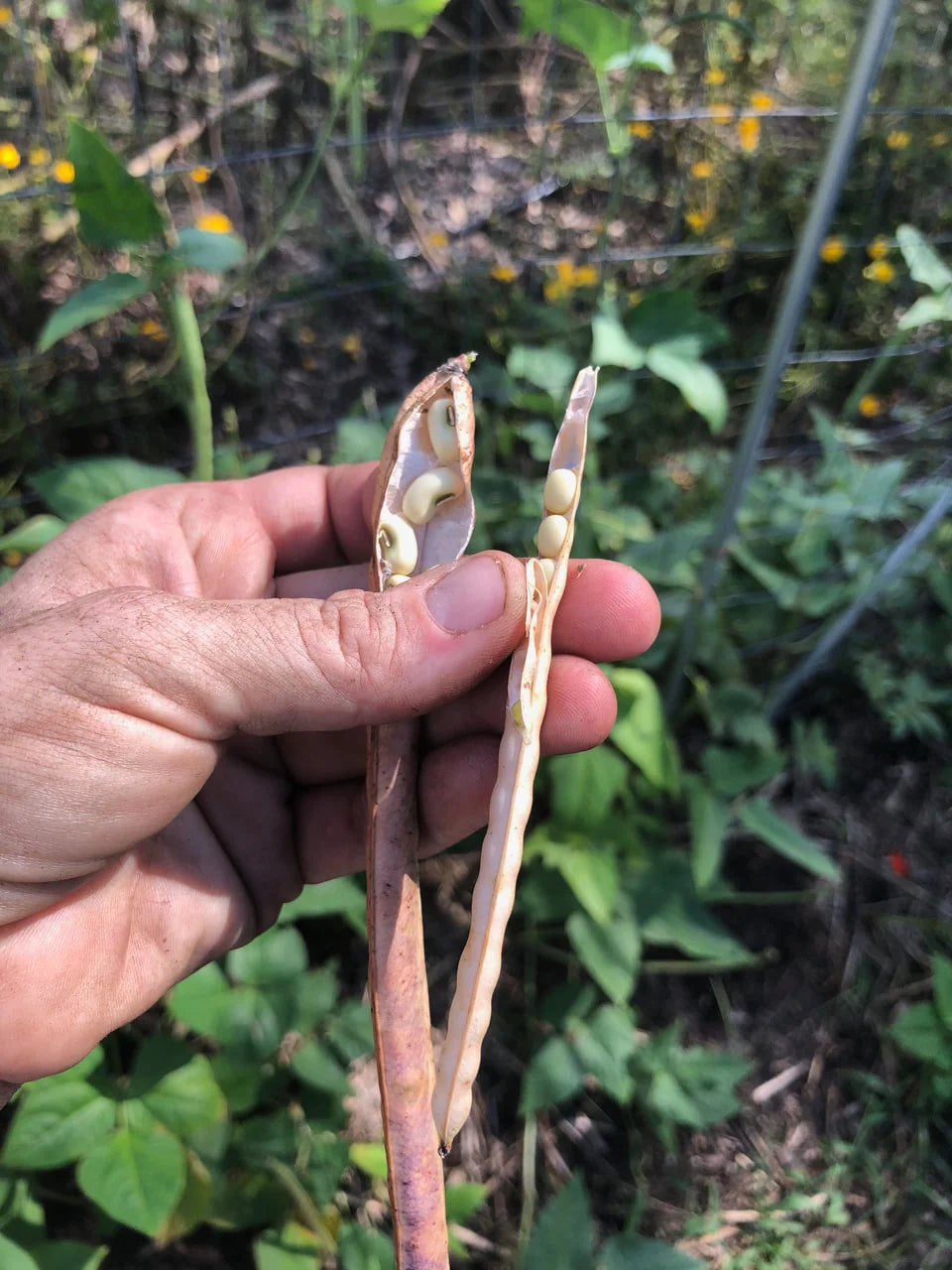 Black Eyed Peas - Florida Conch (4" Pot)
