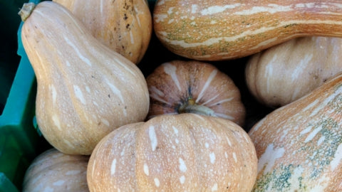Squash - Seminole Pumpkin (4" Pot)