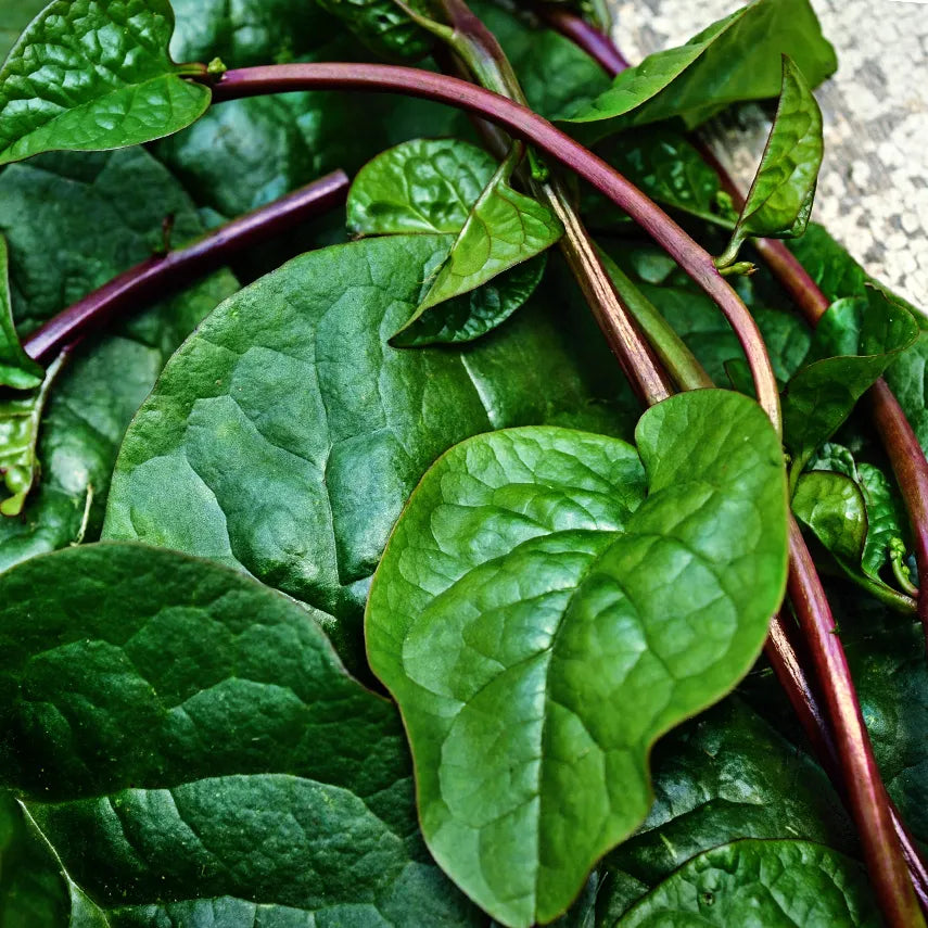 Spinach, Tropical - Red Malabar