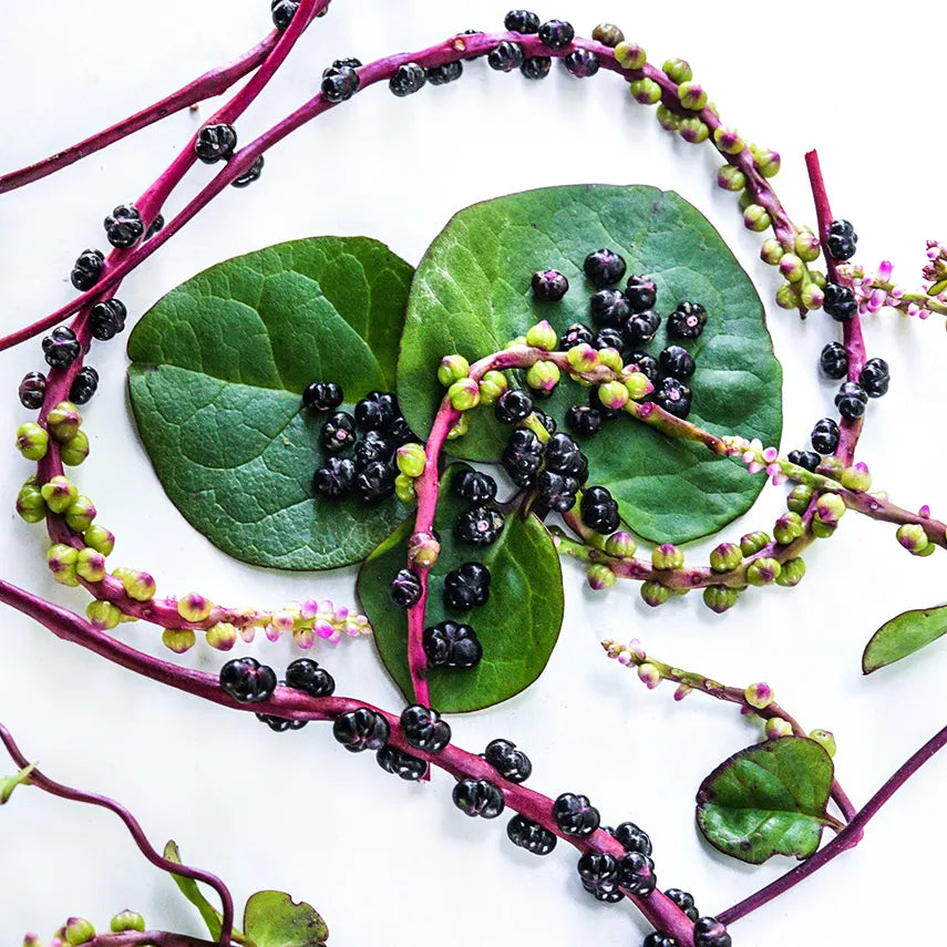 Spinach, Tropical - Red Malabar