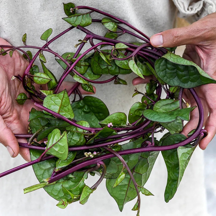Spinach, Tropical - Red Malabar