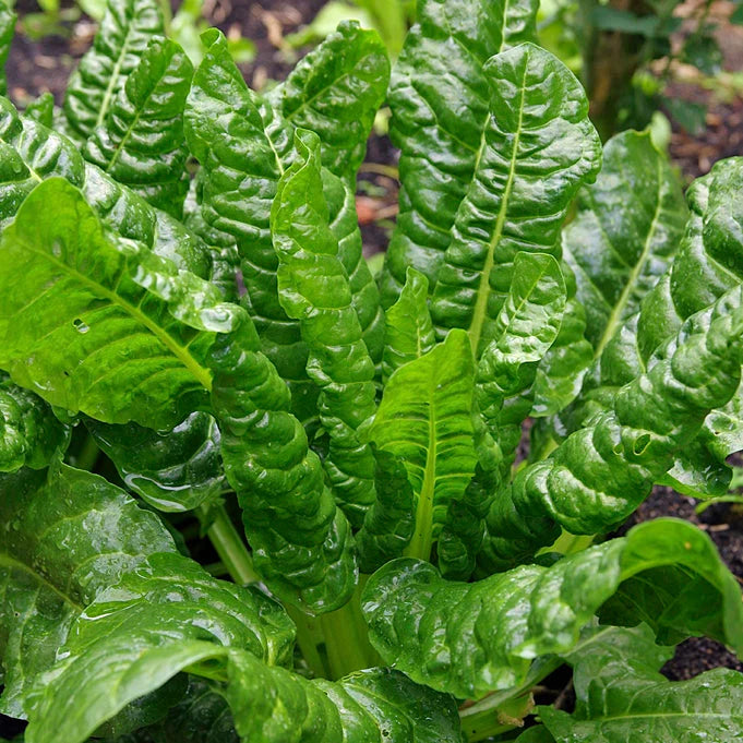 Swiss Chard - Perpetual Spinach (4" Pot)