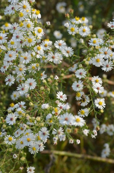 Frost Aster (Symphyotrichum pilosum)