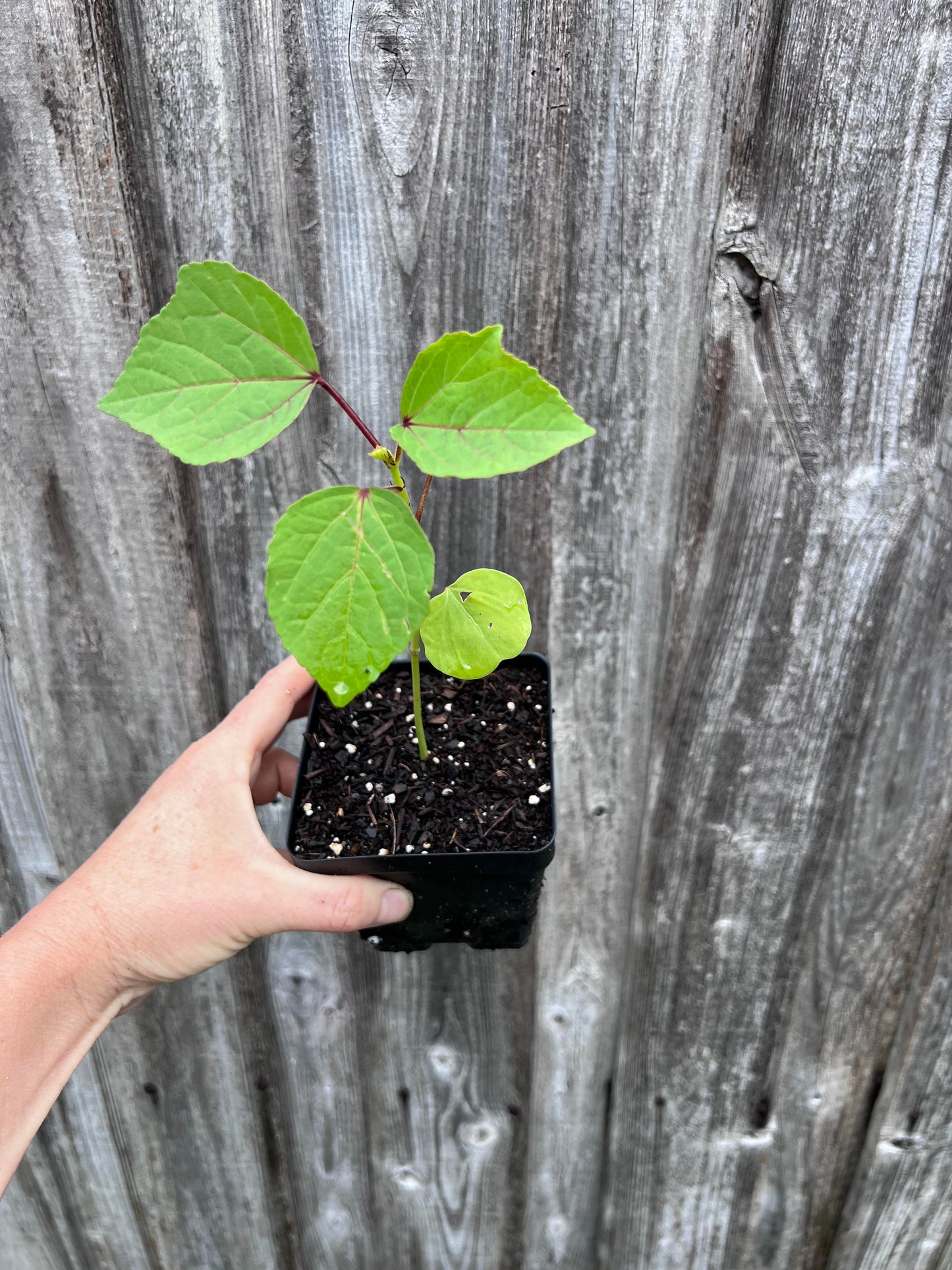 Roselle (Sorelle) - (4" pot)
