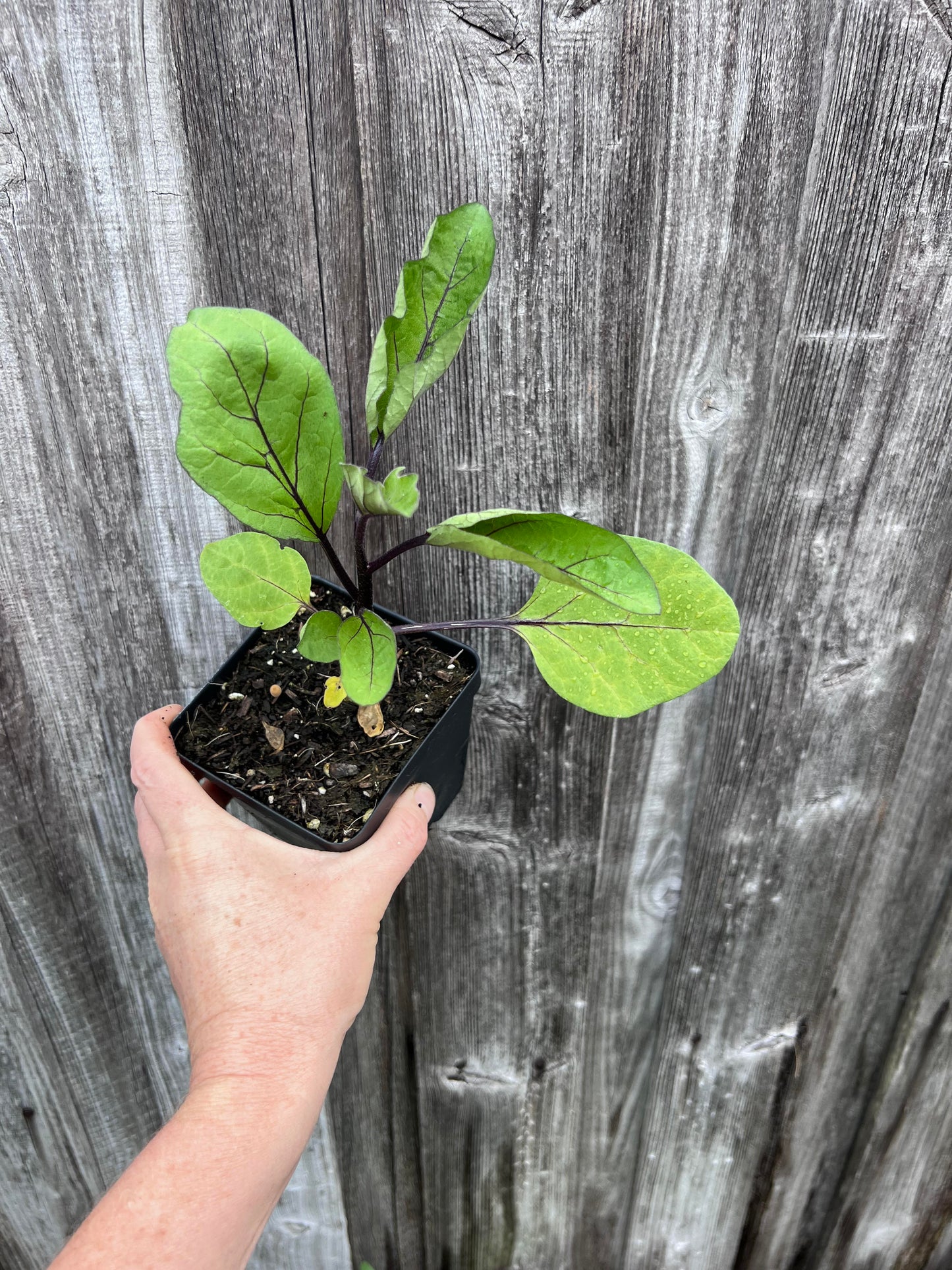 Eggplant - Listada De Gandia(4" pot)