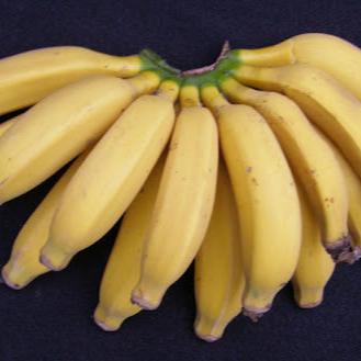 Banana - Dwarf Rajapuri (7 gal pot)
