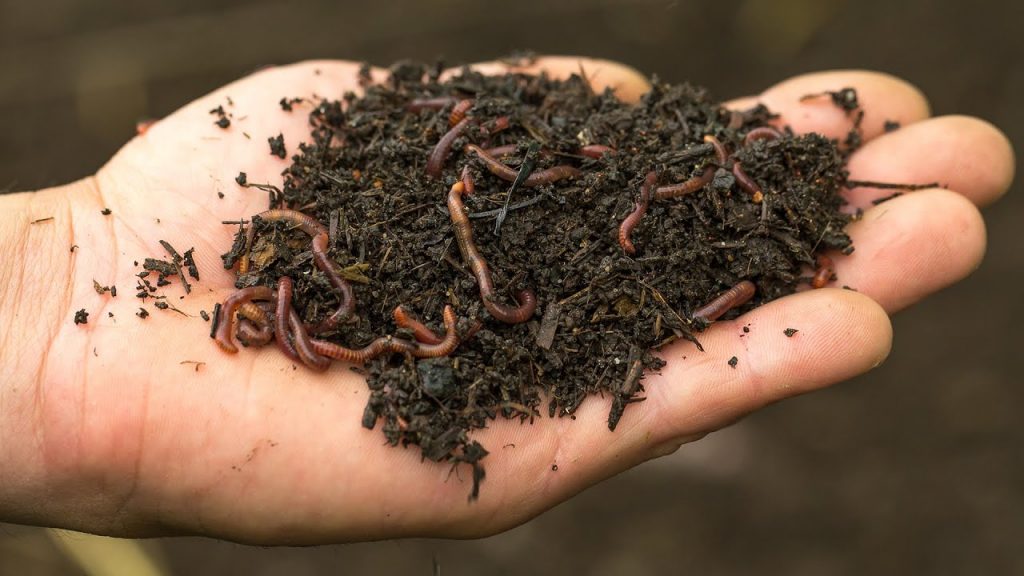 12/27 10am: Vermicomposting - Raising Worms for Fertilizer
