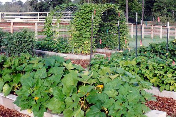 Squash - Tahitian