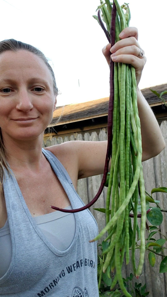 Beans, Yard Long - Guyana (4" Pot)