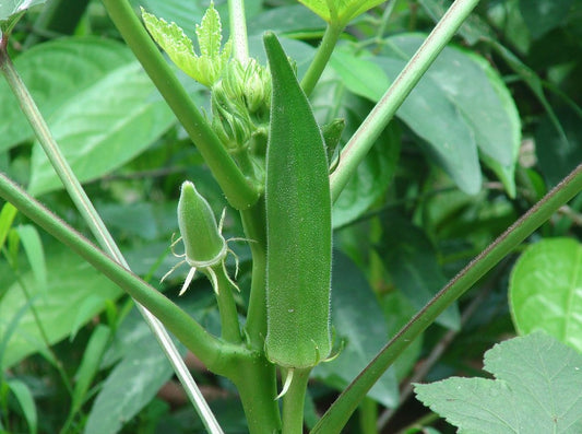 Okra -  Clemson Spineless (4" pot)