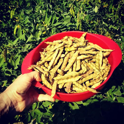 Pigeon Pea "Gandules" (1 Gal Pot)