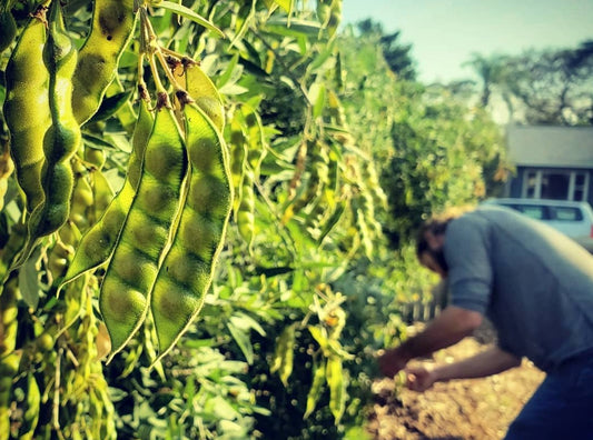 Pigeon Pea "Gandules" (1 Gal Pot)