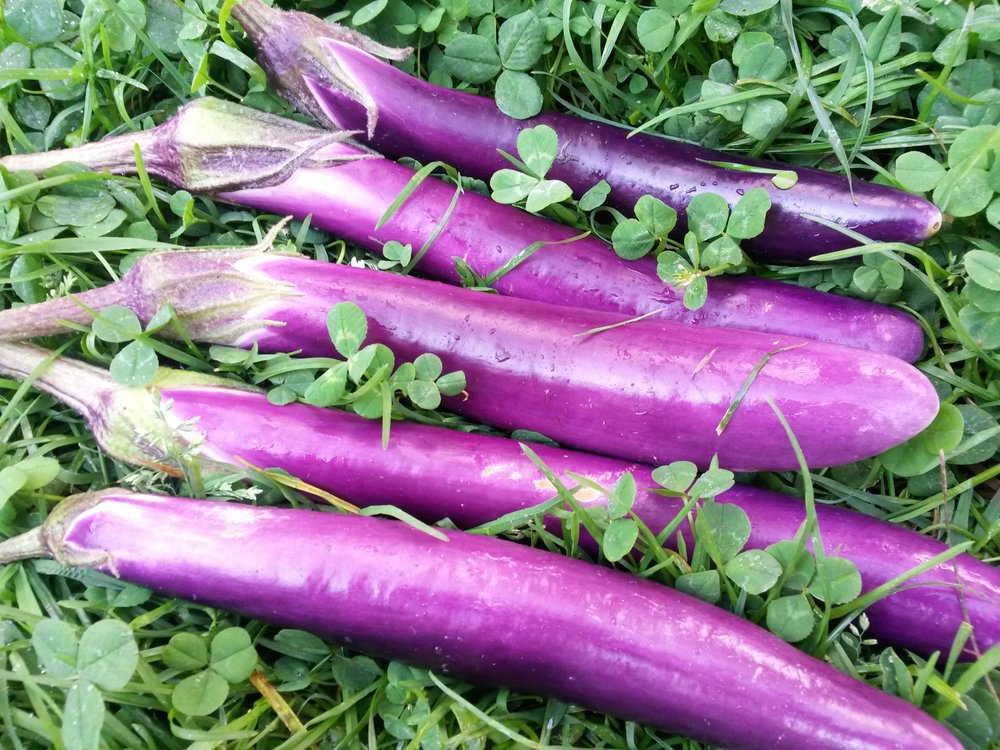 Eggplant - Ping Tung (4" pot)