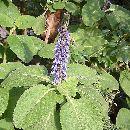 Toilet Paper Plant, Blue Spur (1 gal Pot)