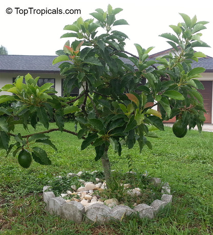 Avocado - Golden (3 gal pot)
