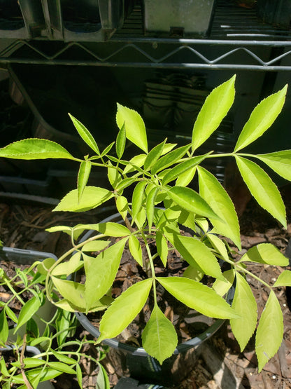Elderberry Plant (3 Gallon)