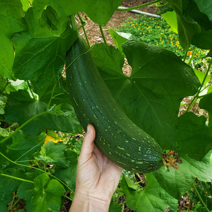 Luffa - Homestead Variety (4" pot)