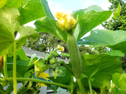 Luffa - Homestead Variety (4" pot)