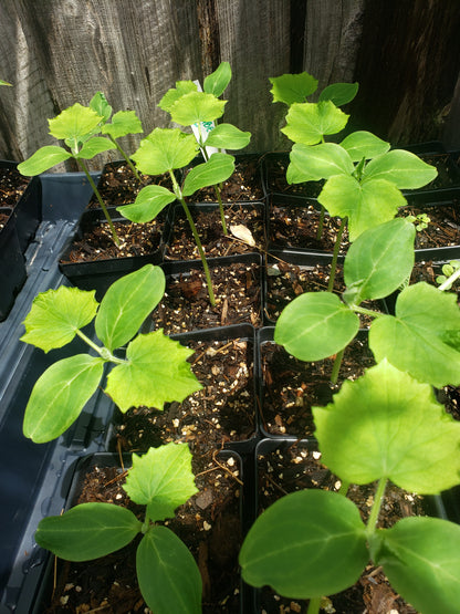 Cucumber -  Ashley (4" pot)