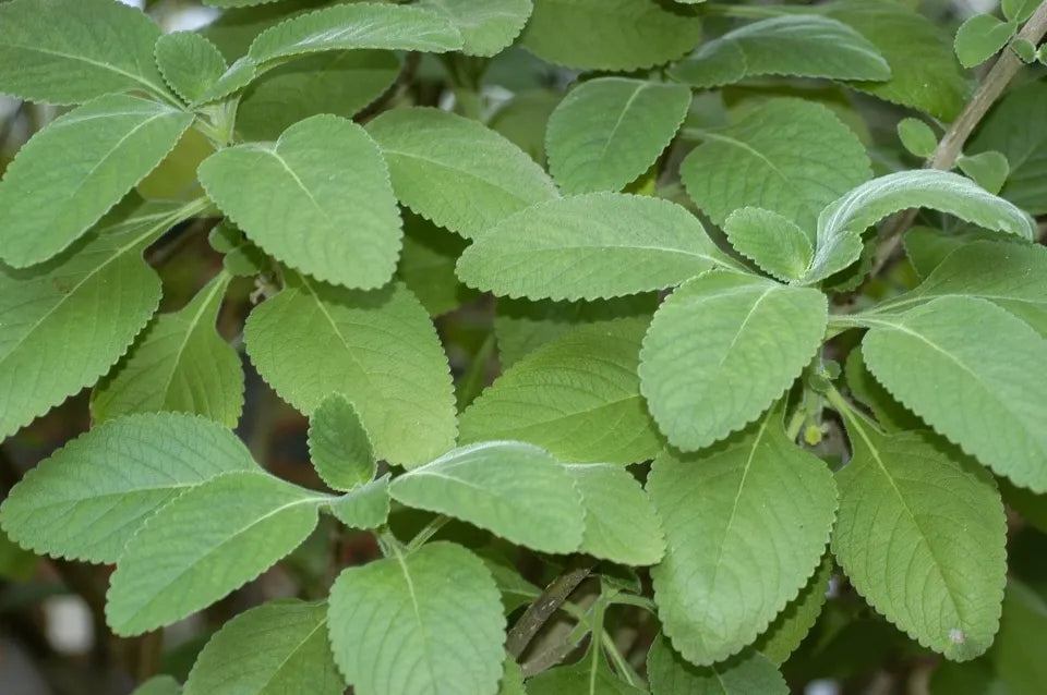 Toilet Paper Plant, Blue Spur (1 gal Pot)