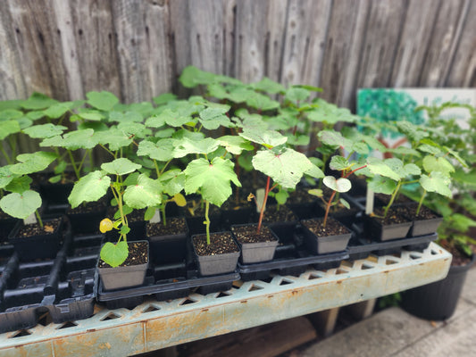 Okra -  Burmese (4" pot)