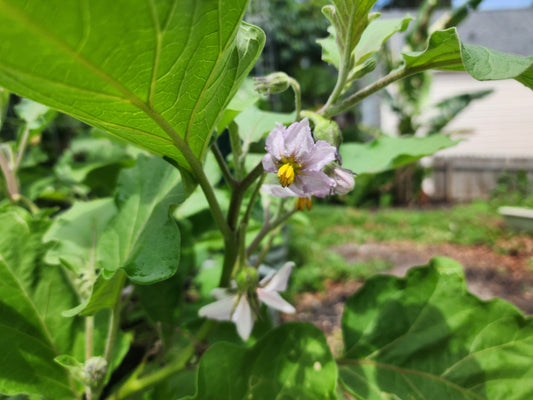 Eggplant - Listada De Gandia(4" pot)