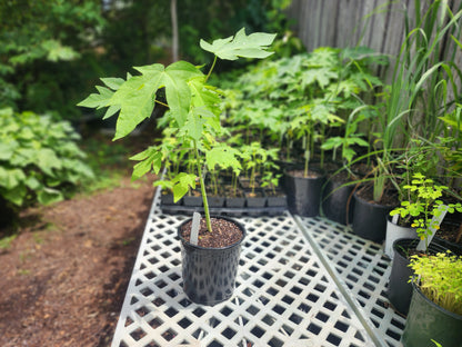 Papaya Tree (3 Gal Pot)