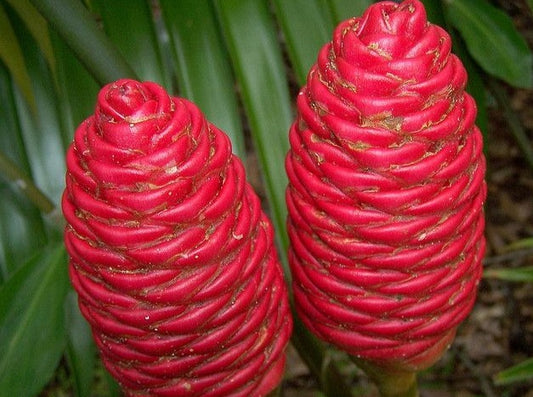 Awapuhi "Shampoo Ginger" (1 Gal Pot)