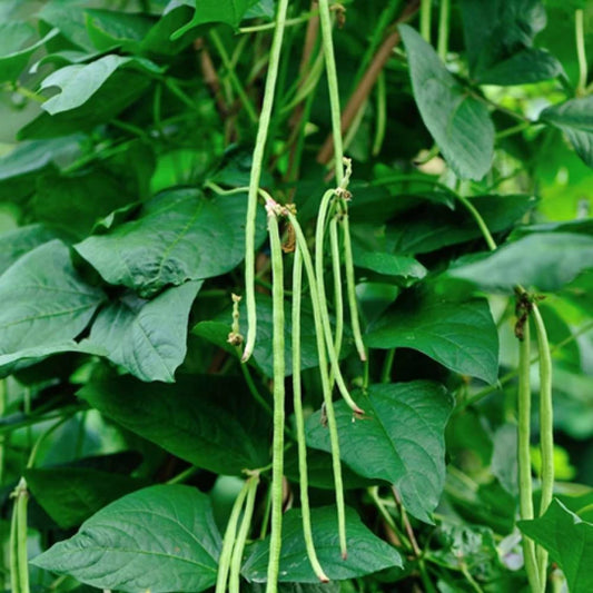 Beans - Puerto Rican Black Bean (Co Pea)  (4" pot)