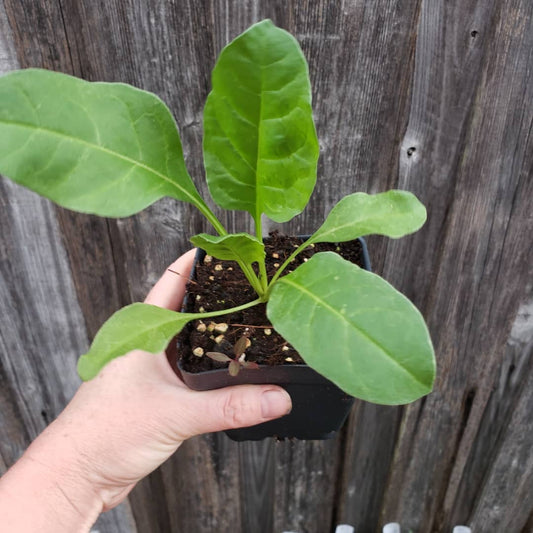 Swiss Chard - Perpetual Spinach (4" Pot)