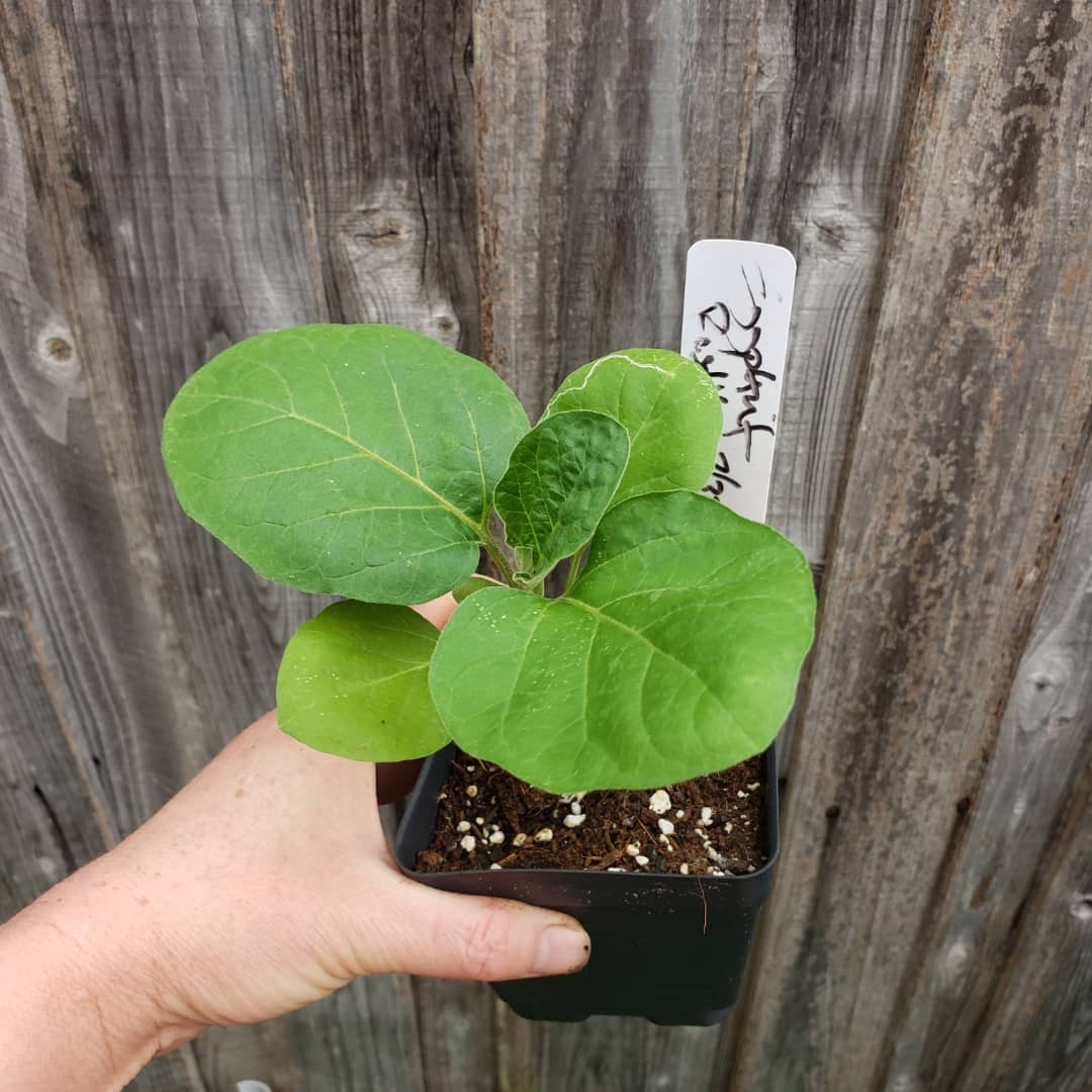 Eggplant - Lavender Frog Egg (4" pot)