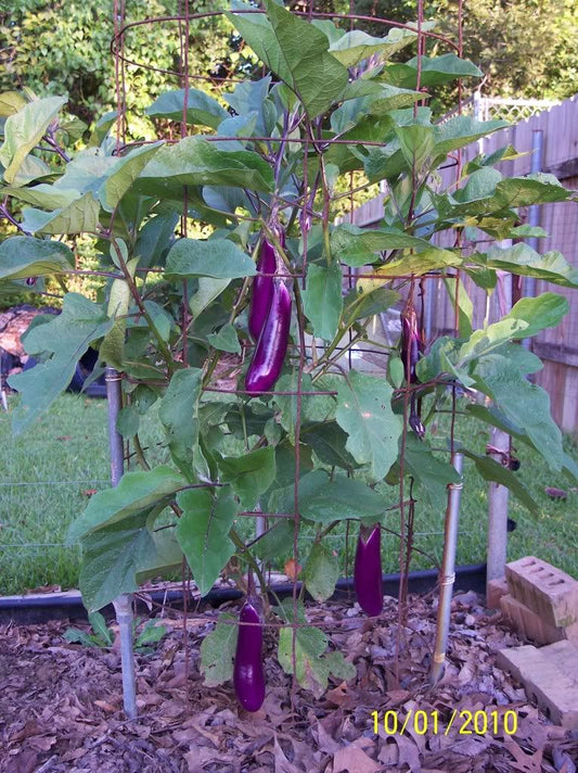 Eggplant - Ping Tung (4" pot)