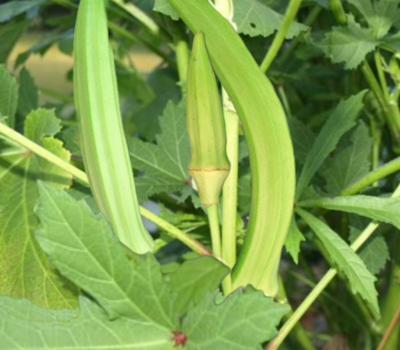 Okra -  Burmese (4" pot)