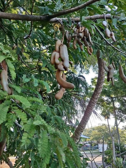 Tamarind (3 gal pot)