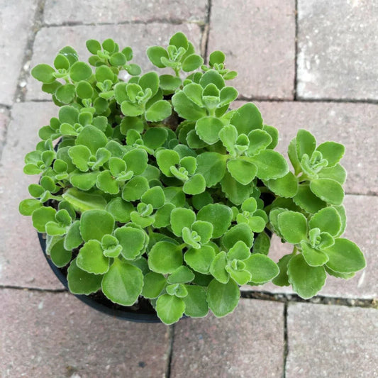 Vicks Plant (4" Pot)