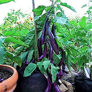 Eggplant - Kurume long(4" pot)