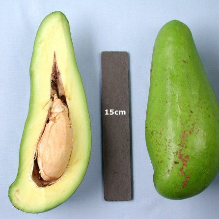 Avocado - WILSON