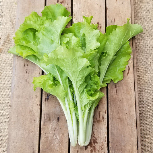 Lettuce - Tokyo Bekana