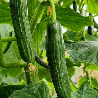 Cucumber -  Beit Alpha  (4" pot)