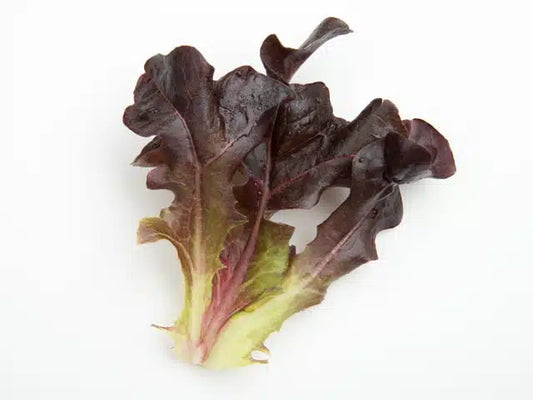 Lettuce - Brentwood