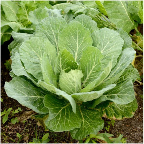 Collards - Georgia Green