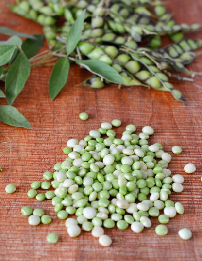 Pigeon Pea "Gandules" (1 Gal Pot)