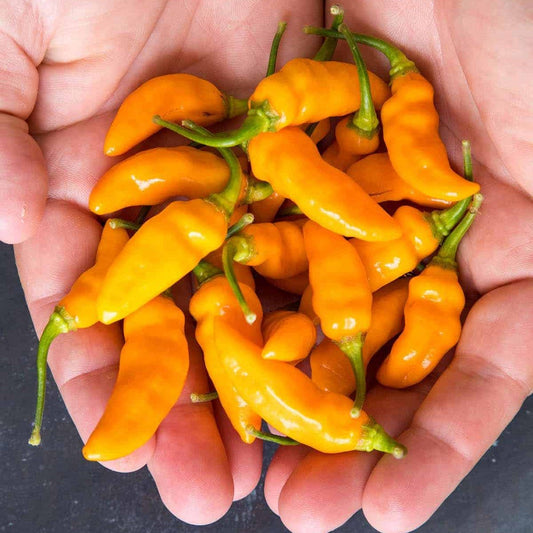 Pepper - Datil