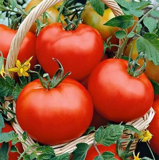 Tomato - Floridade